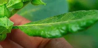 Planta de ashwagandha de la referencia